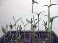 Pepper plant time lapse