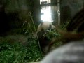 Giant Panda at the Beijing Zoo.MOV