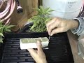Prepare for Cuttings and Starts