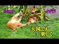 天国でも楽しく　Lion (ライオン)　多摩動物公園