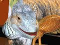 Iguana Dance Medley Iguana Dance Medley