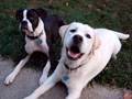 Dog Growls Have Deeper Meaning