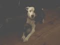 Molly the Border Collie and Farken the Ferret