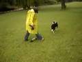 Border Collie video