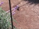 talkative baby jay and a hummingbird talkative baby jay and a hummingbird