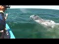 Baja Gray Whales