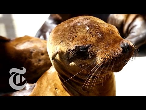 A Second Chance for Sea Lions in California