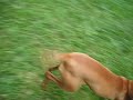 Vizsla and flying disc
