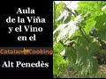 Cata de Vino