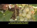 Presentación Bodegas Castejón ( English )