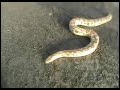 Snake Charmer in Pakistan Snake Charmer in Pakistan