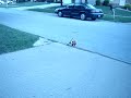 webkin gets owned by curb