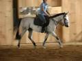 Kasey (Sir Kostalot) Trotting