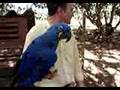 Arara AAzul do Rego-Barros