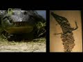 Evolução vs Criação - Darwin Estava Errado 03? (Prof. Toid)