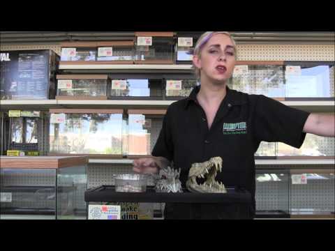 YouTube reptile video
