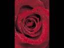 videos de Wuschel I´ll be missing you forever.wmv