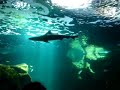 les dents de la mer
