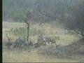 Lions & Hyenas & Jackals Oh My! Part 2