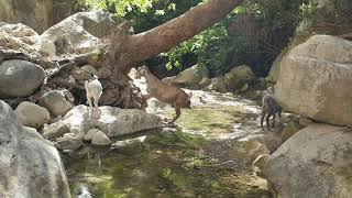 VIDEOS + 78 Avakas George Schlucht Zypern Akamas Kurzvideo 001