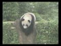 Wolong Pandas July 19, 2007 Wolong Pandas July 19, 2007