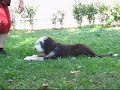 Sinclair, practicing obedience