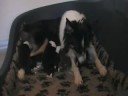 pups3
