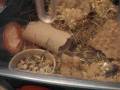 videos de 2min aus dem Leben meines Hamsters