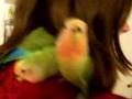 Fruity Lovebird Babies