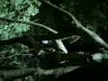 Pazzo su un albero a carnevale =D