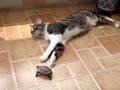 my cat and turtle my cat and turtle