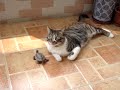 my cat and turtle