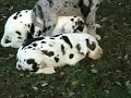 Great Dane Pups 1st time in the pasture