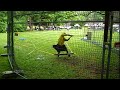 Highlandgames 2009