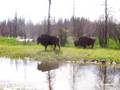Jack does the NWT - bison sighting