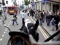 Young's Brewery dray Horses in Richmond, Surrey