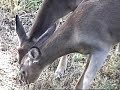 bowhunterdaves backyard whitetail deer