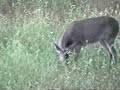 bowhunterdaves backyard whitetail deer