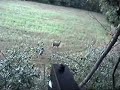 bowhunterdaves backyard whitetail deer