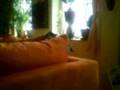 videos de Elfriede