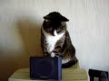 my cat and eyedrops
