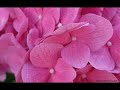 الشوق جابك - نوال الكويتيه