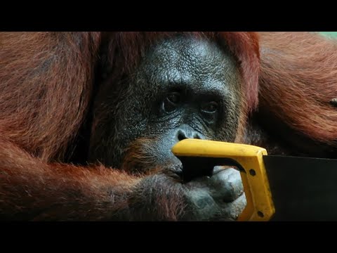 Un orangután salvaje aprende a serrar madera imitando a un orangután robótico (en)