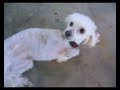 pao pao