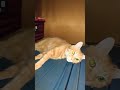 今朝は1階の押し入れの中で寝転がってる猫😺#toraneko #cat #かわいい猫 #cute #cutecat #茶トラ猫 #猫のいる暮らし #猫のいる生活 #猫好きさんと繋がりたい #癒し