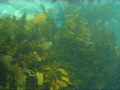 2009-11-01 Shelly Beach Dive.wmv