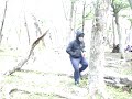 Espinete en patagonia