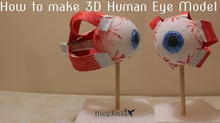 How to make 3D human eye model for school: kids sc
