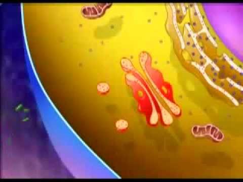 Cell Organelles And Their Function Animation (BOTH 3D AND MICROSCOPIC VIEWS )