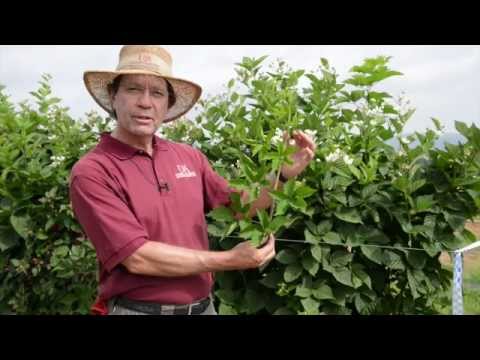 how to fertilize thornless blackberries